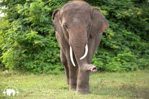 Rescued Bull Elephant Gluay Hom