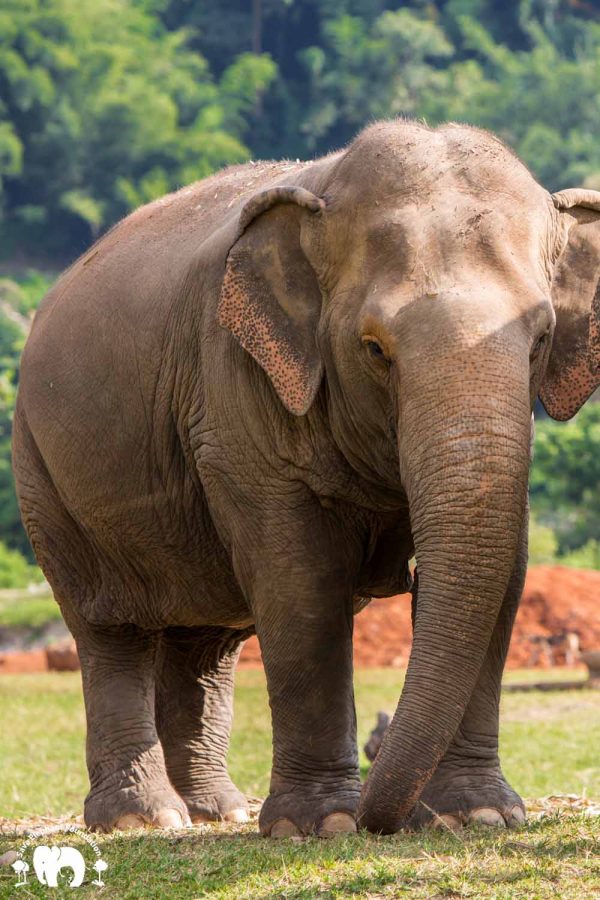 Rescued Blind Elephant Jokia