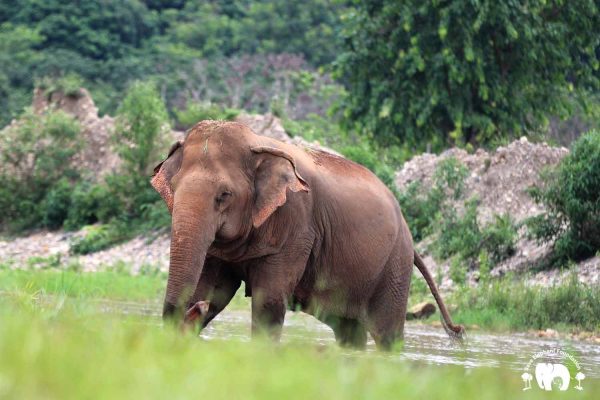 Rescued Blind Elephant Jokia