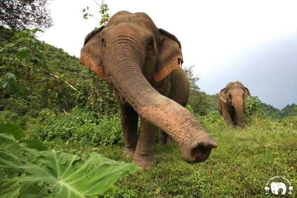 Rescued Elephant Jokia & Somboon