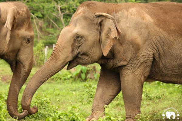Rescued Elephant Jokia & Hope