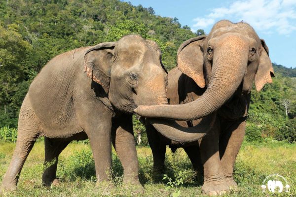 Rescued Elephant Jokia & Mae Perm