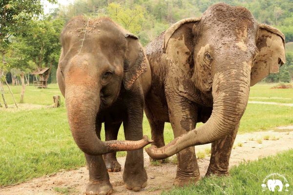 Rescued Elephant Jokia & Mae Perm