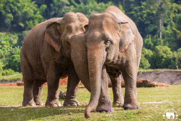 Rescued Elephant Jokia & Sri Prae