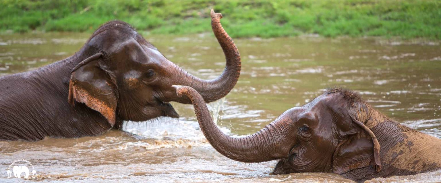 Save Elephant Foundation Elephants