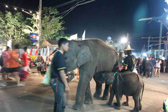 Street_Begging_Elephant