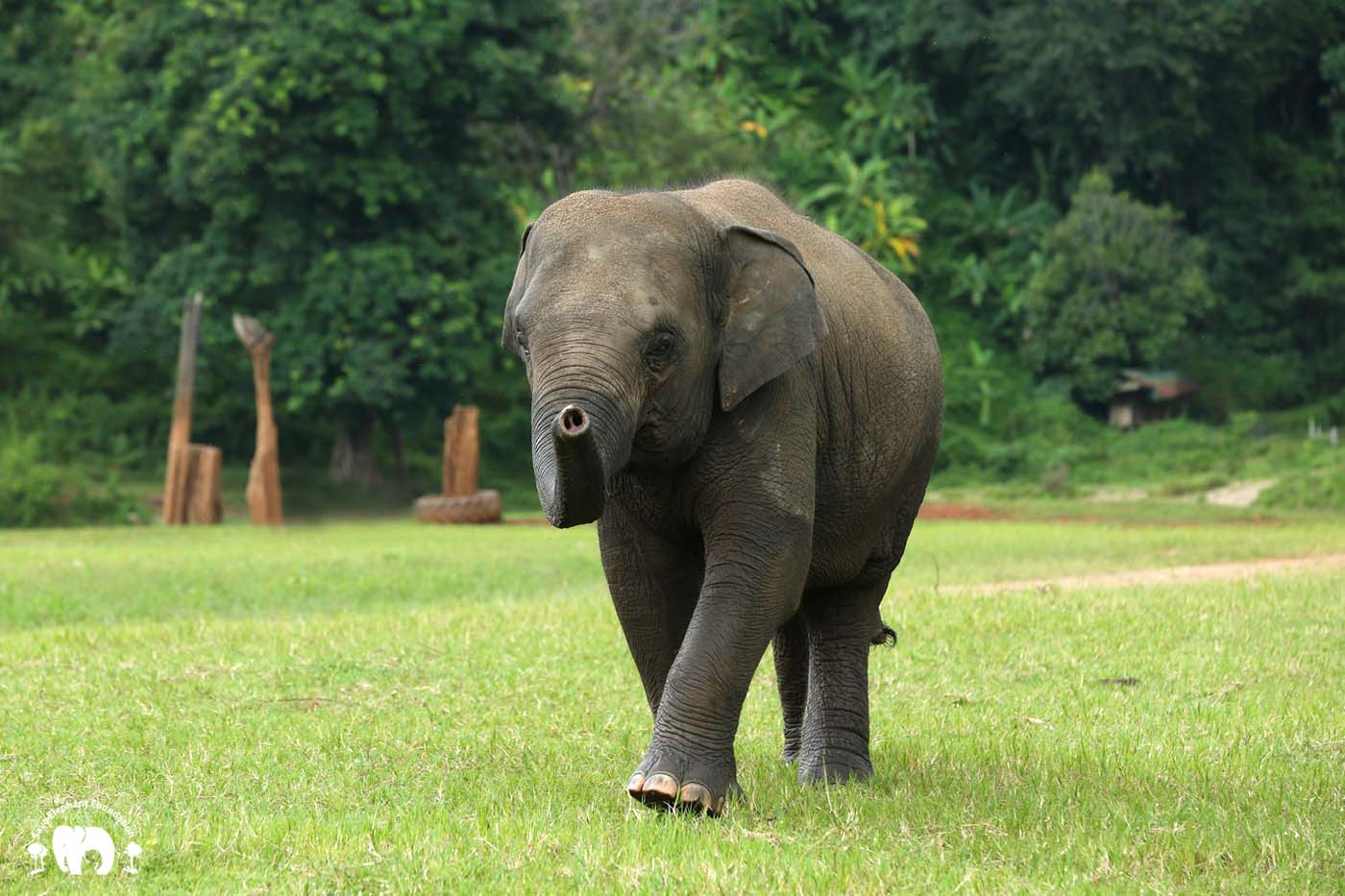 Elephant Thong Ae - Save Elephant Foundation