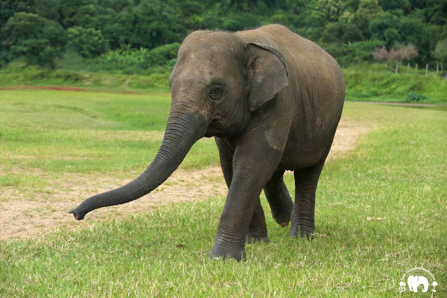 Elephant Thong Ae