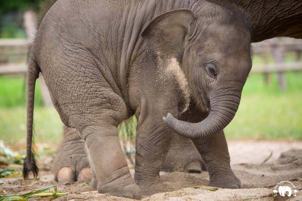 Rescued Baby Elephant Wan Mai