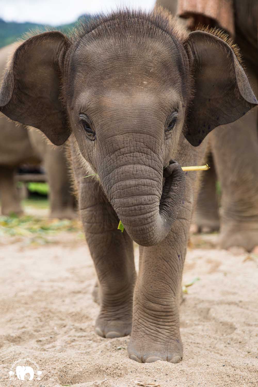 Baby Elephant Wan Mai - Save Elephant Foundation