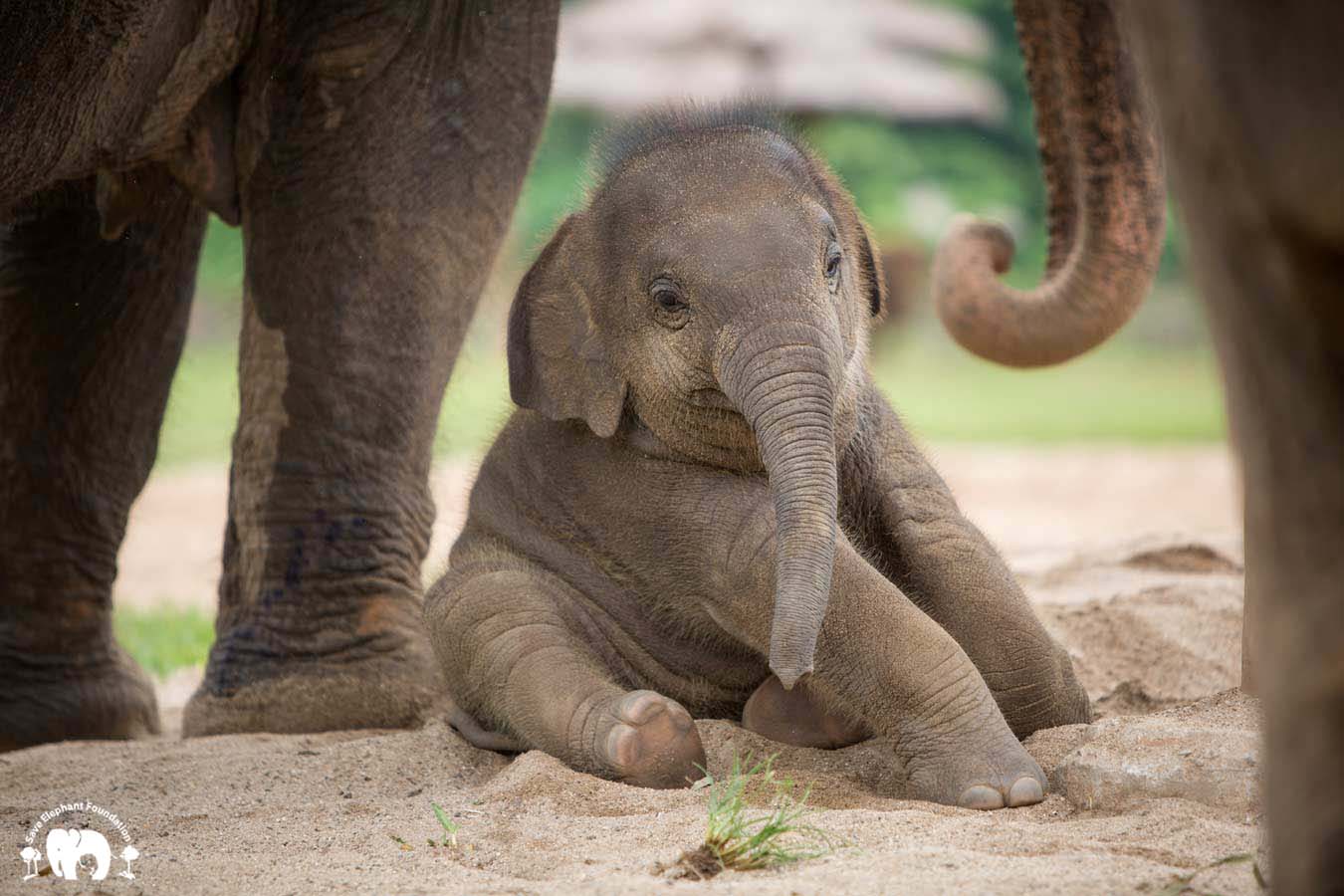 Baby Elephant Wan Mai - Save Elephant Foundation