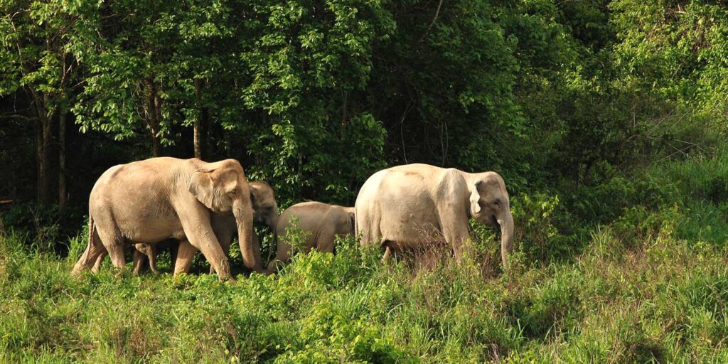 Wild Elephants Thailand