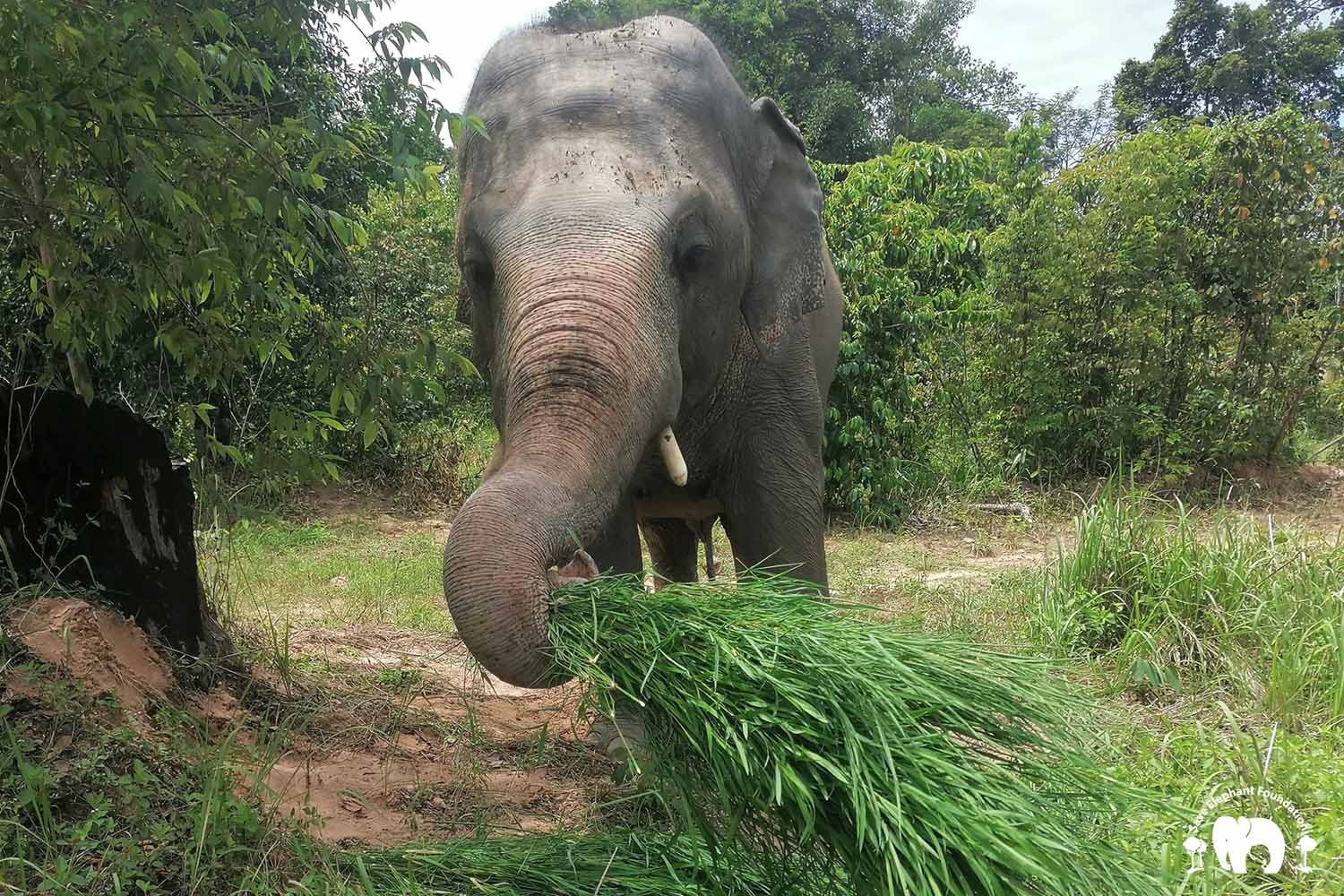 Kaavan Cambodia Wildlife Sanctuary Save Elephant Foundation