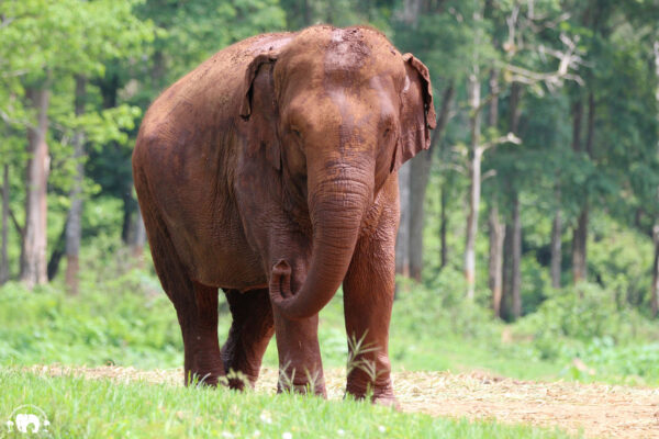 Elephant Pornsawan
