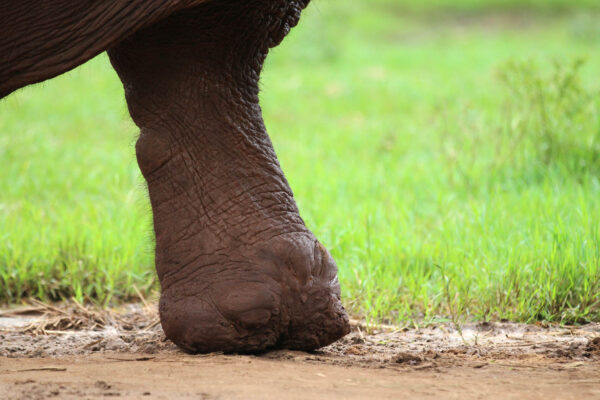 Elephant Pornsawan - Image 3