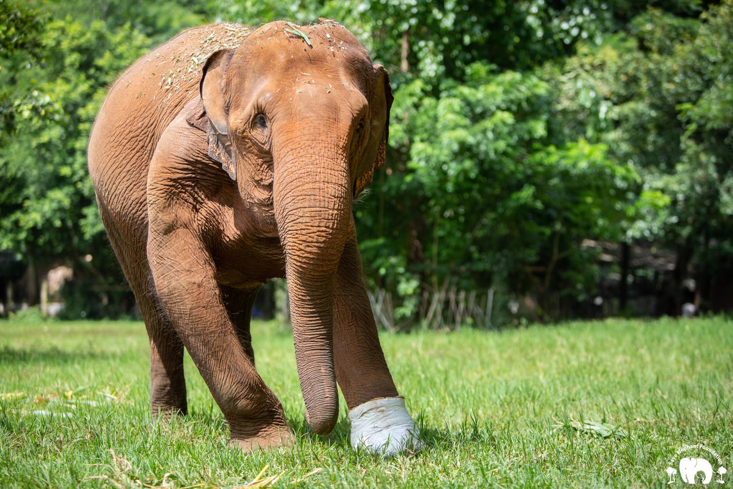 Sponsor An Elephant | Thai Koon | Save Elephant Foundation
