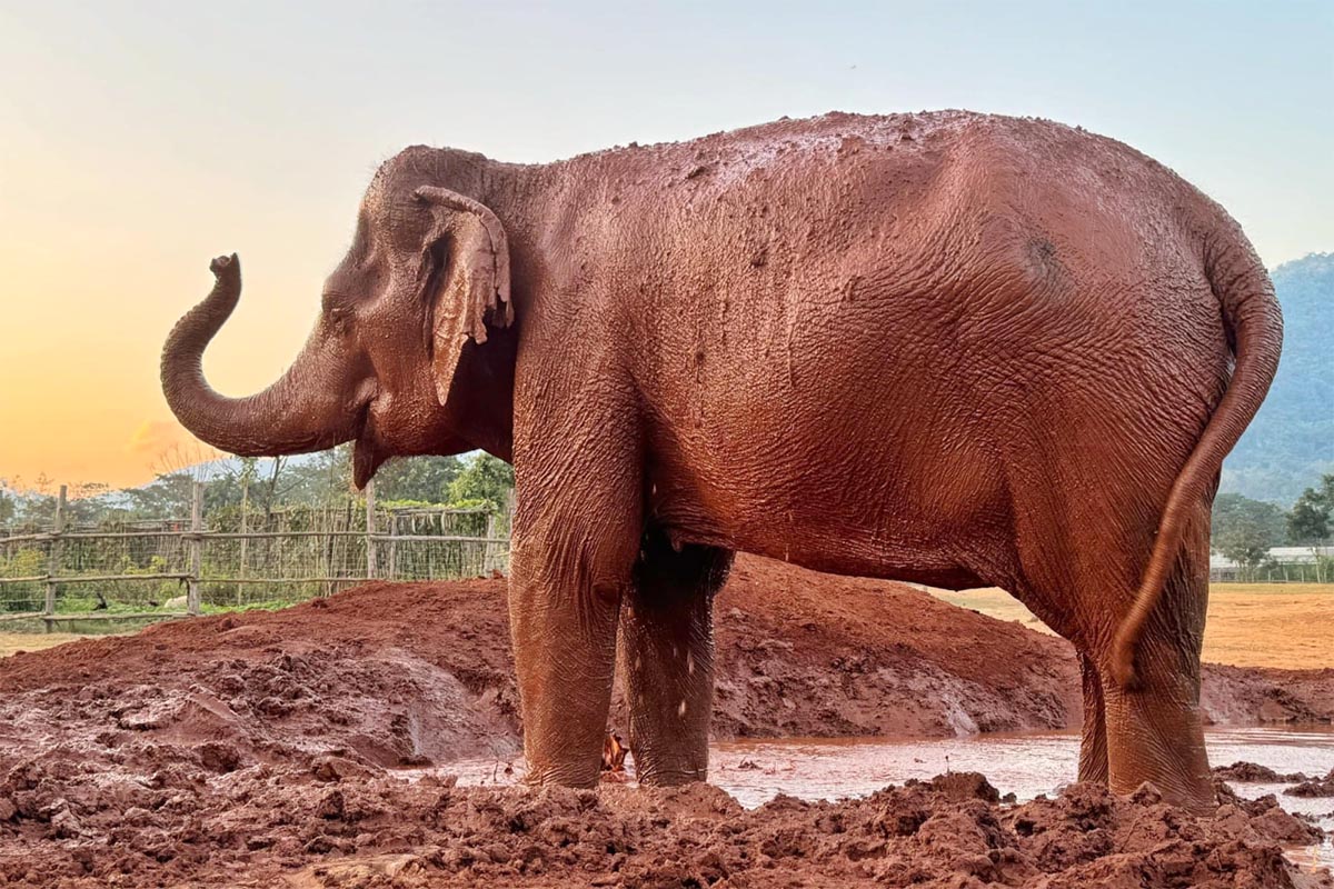 Grandma FanDee Rescued Elephant Story