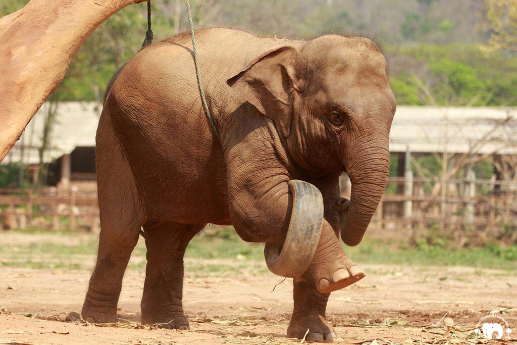 Baby Elephant Lek Lek