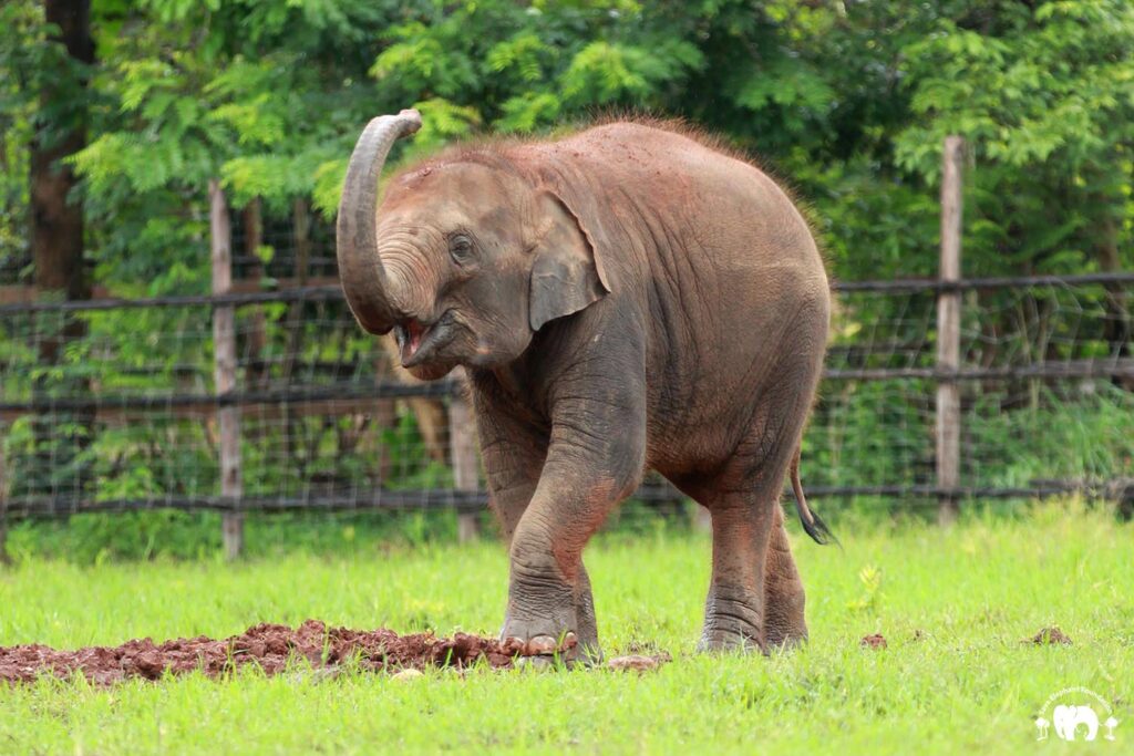 Baby Elephant Lek Lek