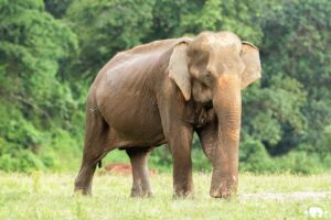 Senior Elephant SoPa