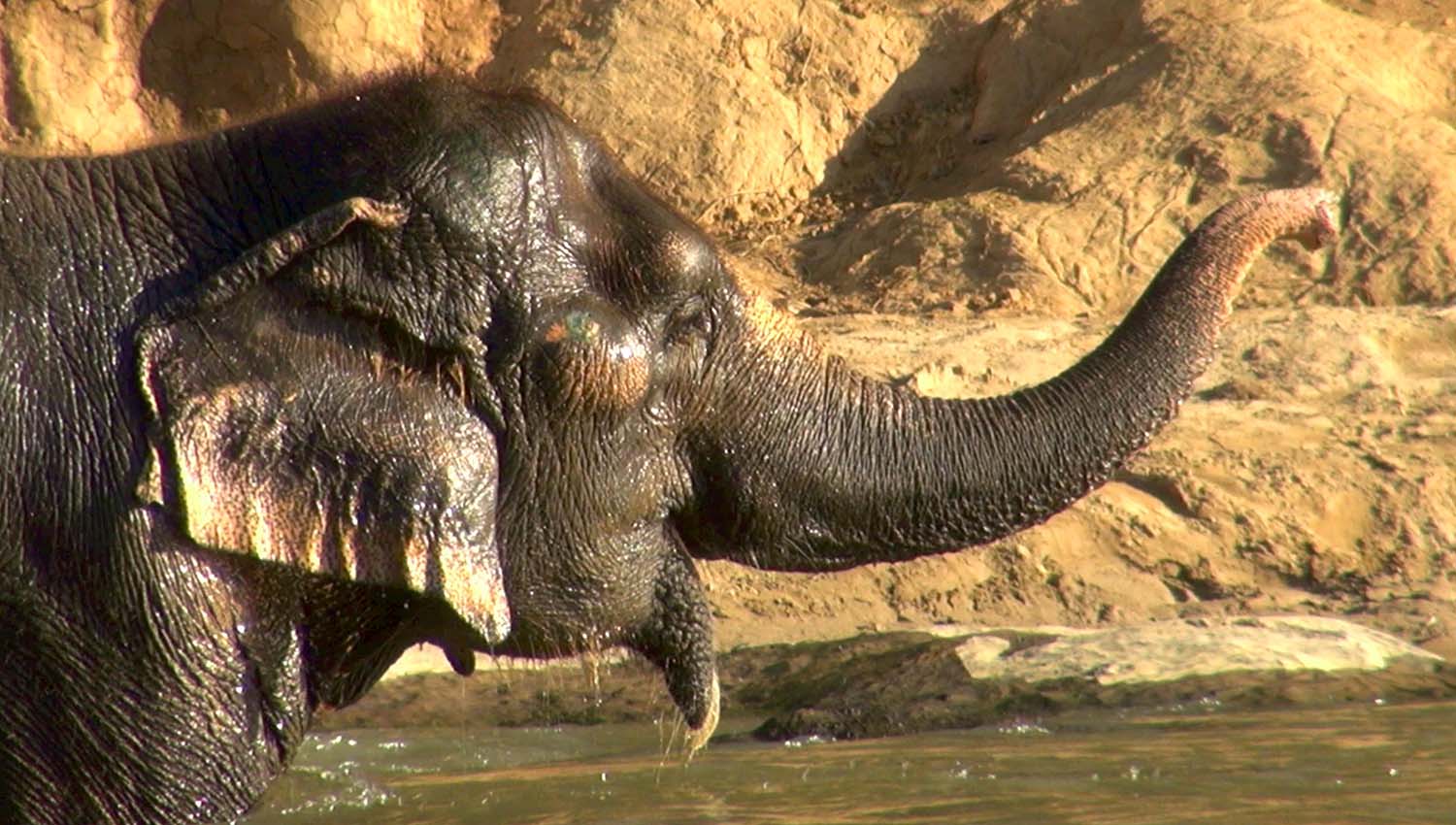 Elephant Rescue Nam Waan