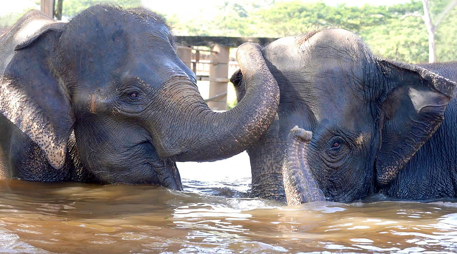 Elephant Rescue Nam Pheung and Thong Thong's Reunion