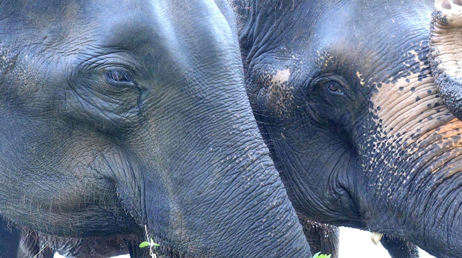 The Rescue of Apple & Mae Noi