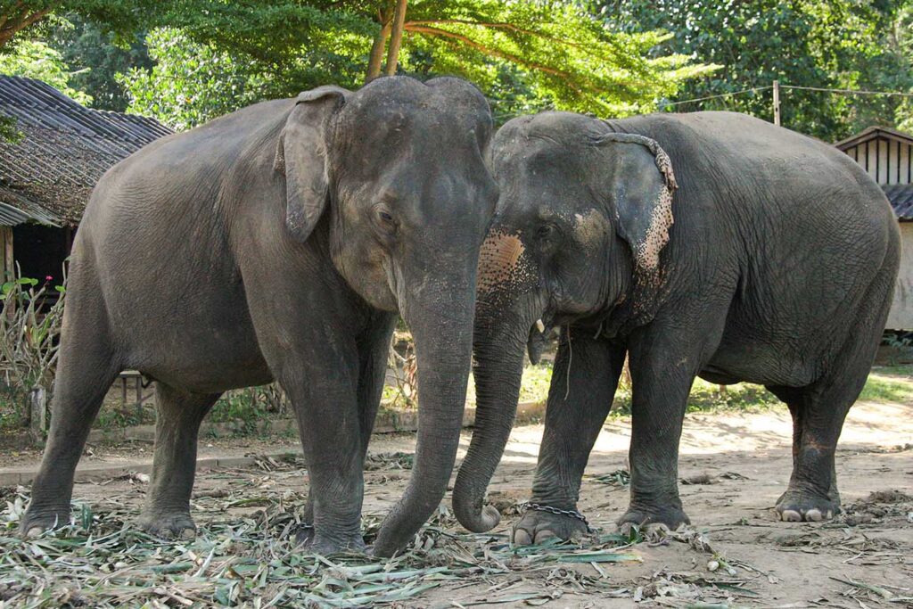 Apple and Mae Noi Before Rescue