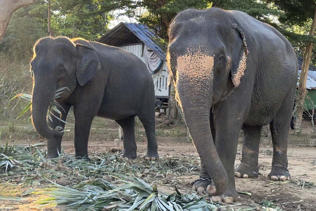 Apple and Mae Noi Before Rescue