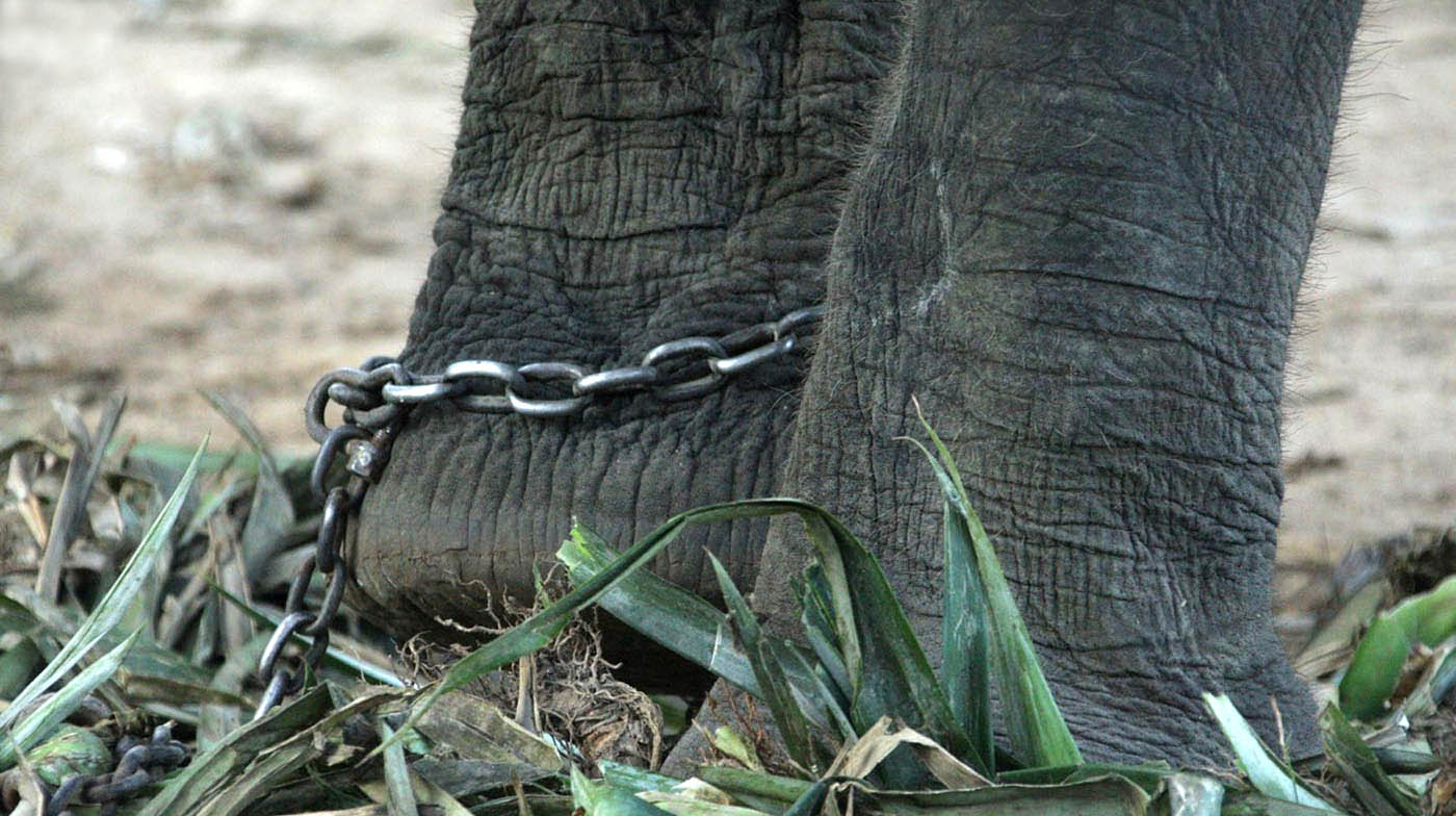 Apple and Mae Noi Before Rescue