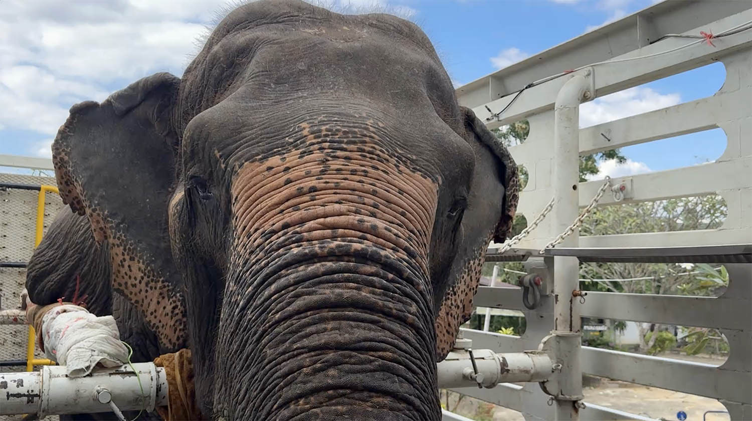 The Rescue of Apple & Mae Noi