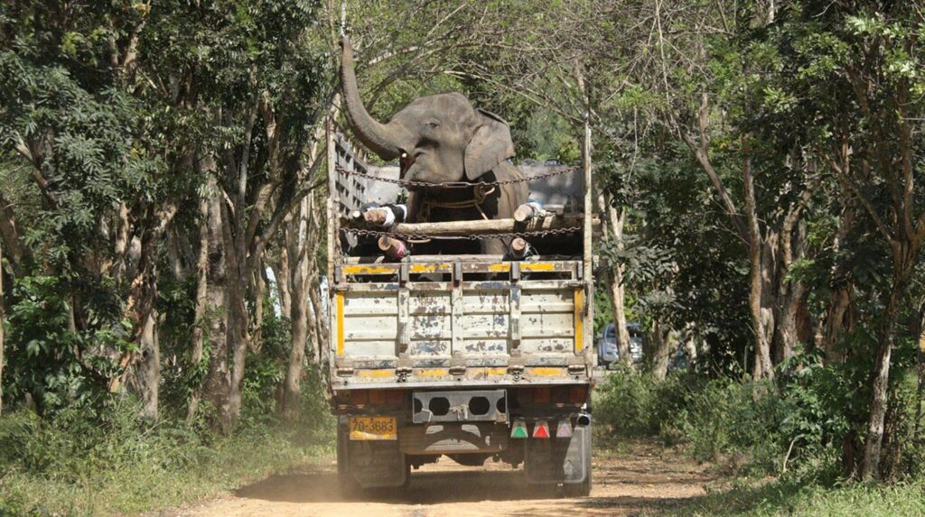 The Rescue of Apple & Mae Noi