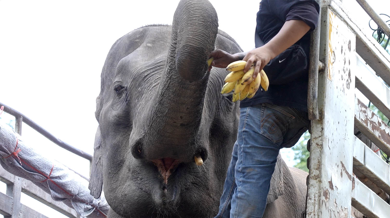 The Rescue of Apple & Mae Noi