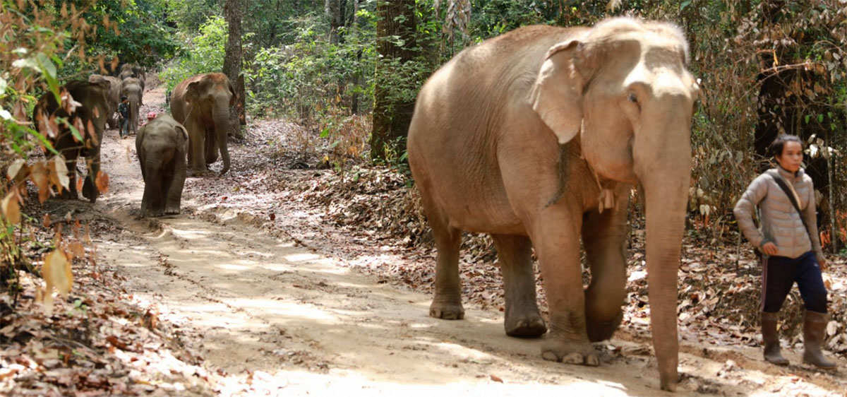 Covid A Jumbo Crisis