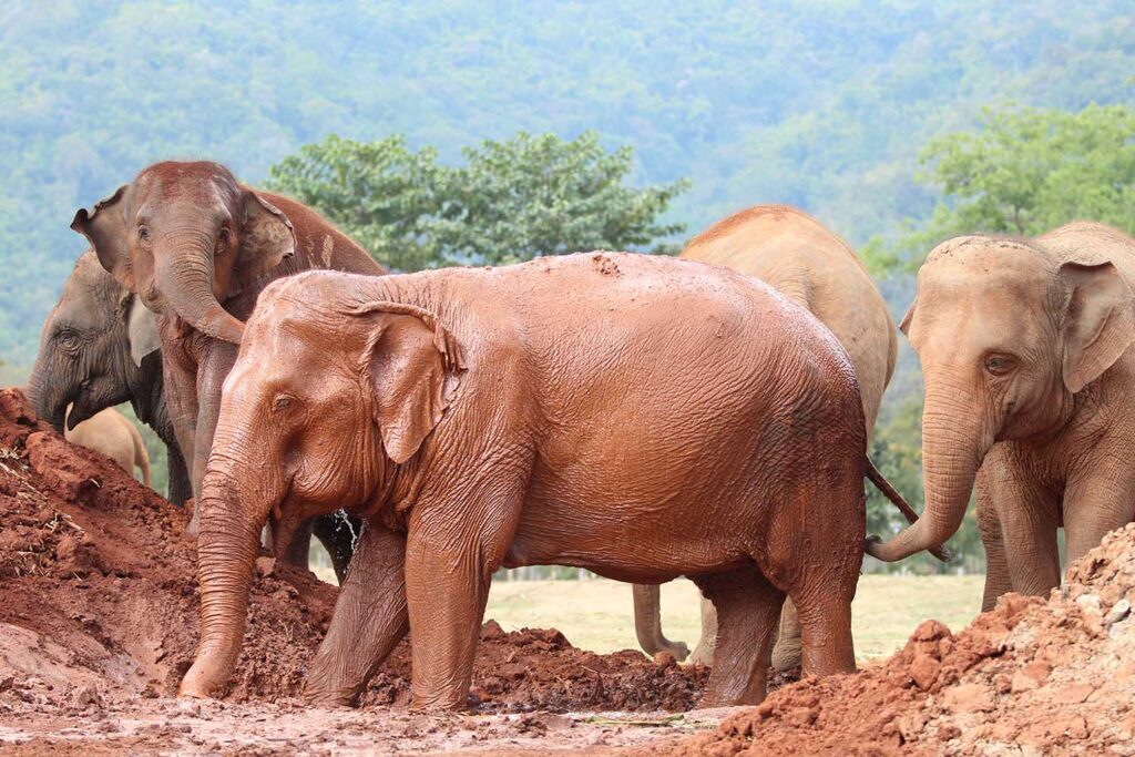Mae Noi After Rescue