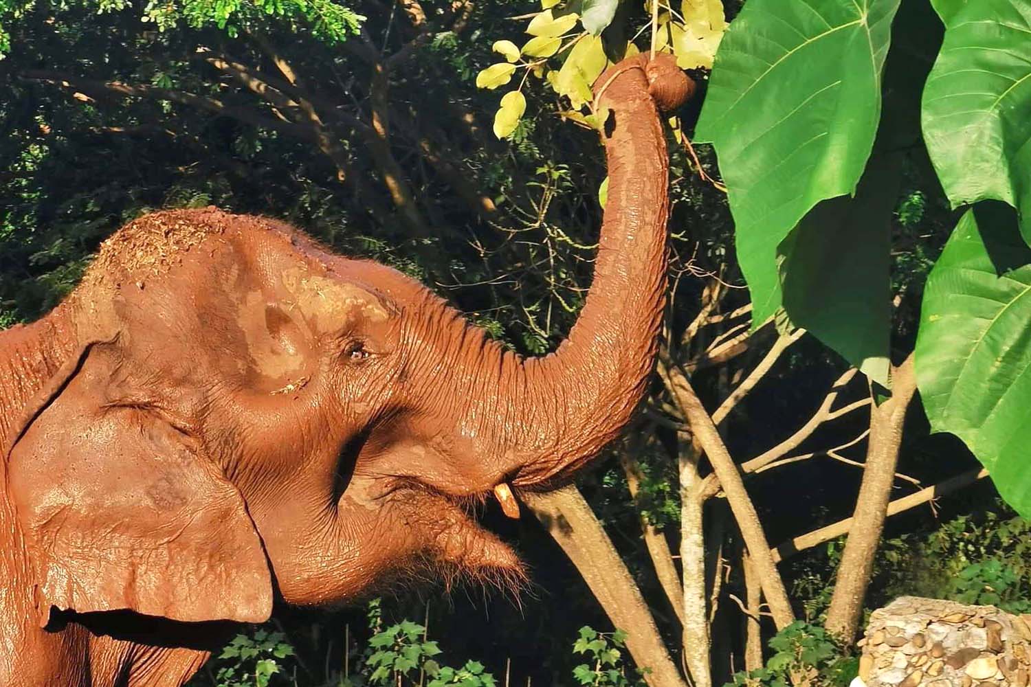 Yai Boon Senior Elephant