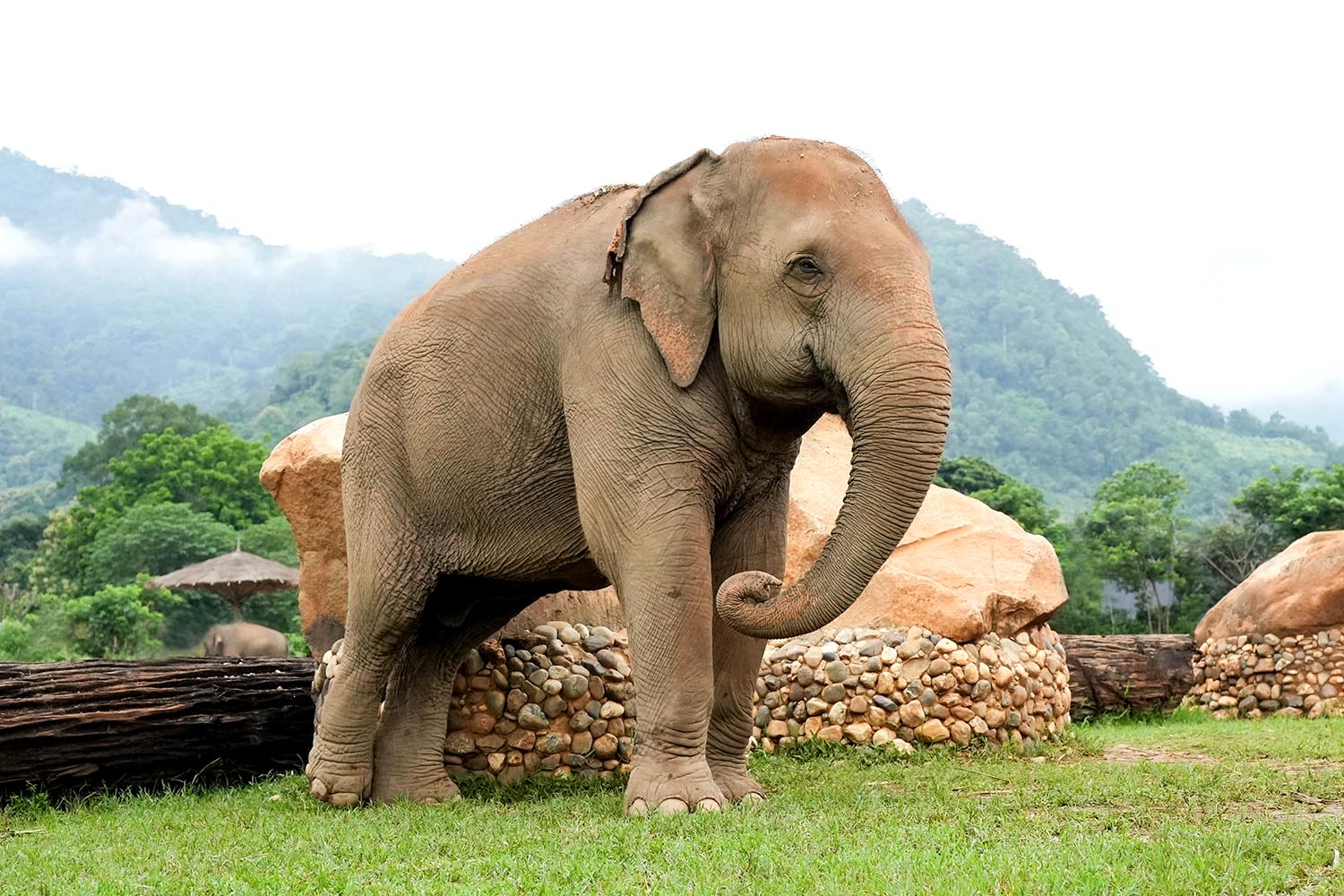 Rescued Elephant Lucky