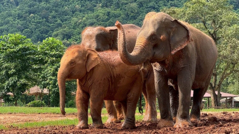 Moh Loh Lek Lek Herd