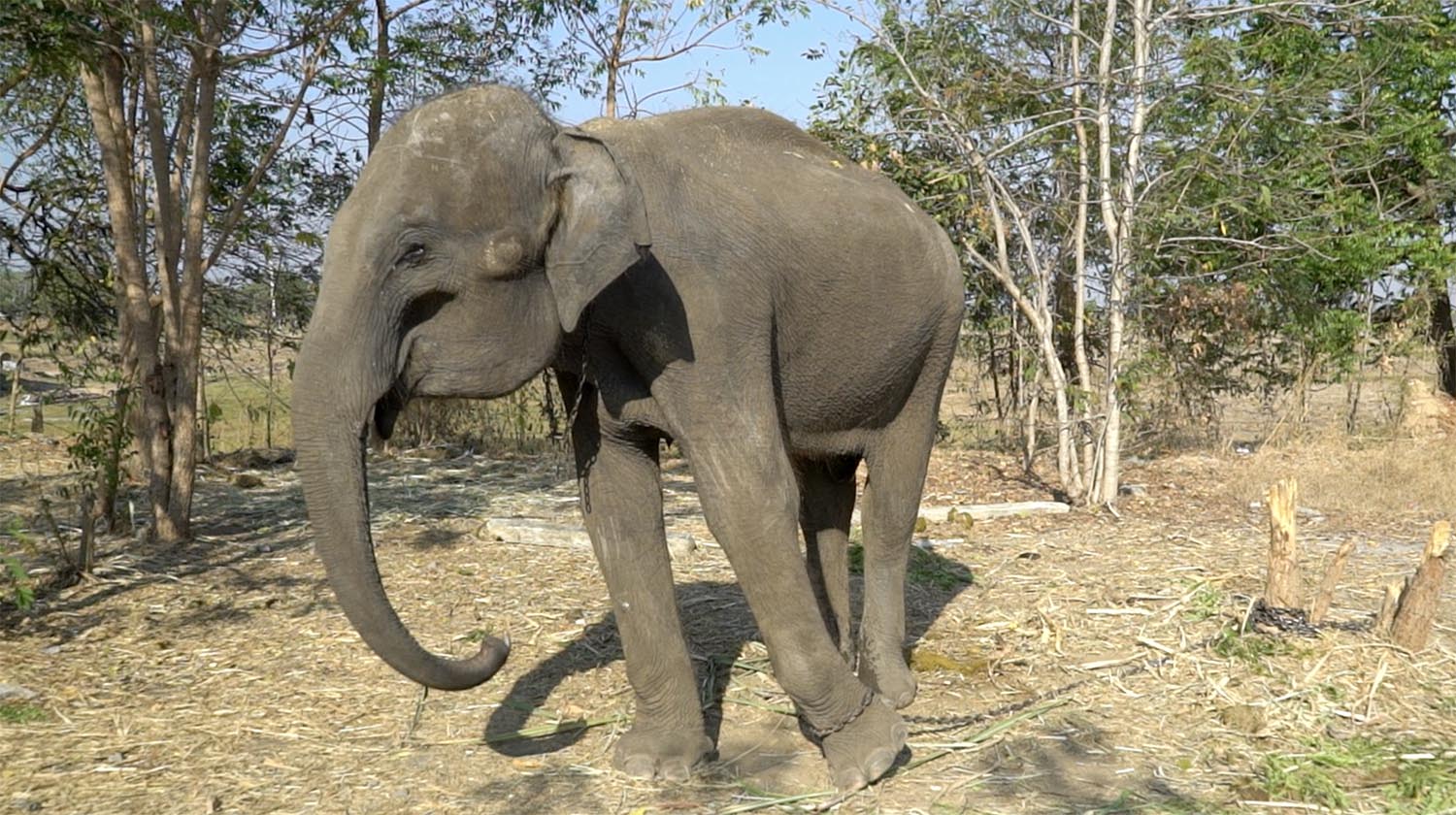 NamThip Before Rescue