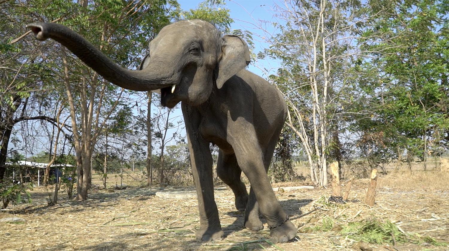 NamThip Before Rescue