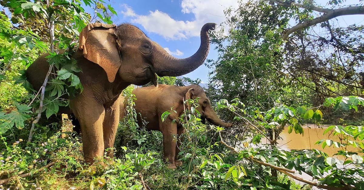 Elephant Sanctuary Laos