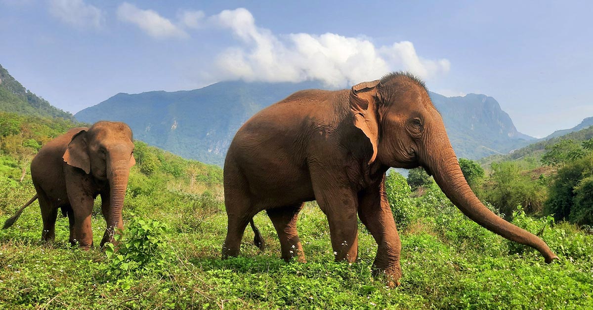 Elephant Sanctuary Laos
