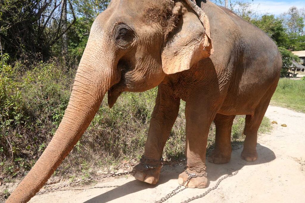 Kham Than Before Rescue