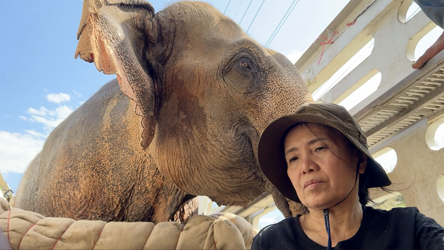 Rescued Elephant Kham Than and Lek