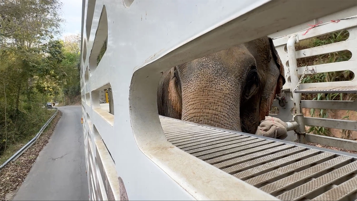 Rescued Elephant Kham Than