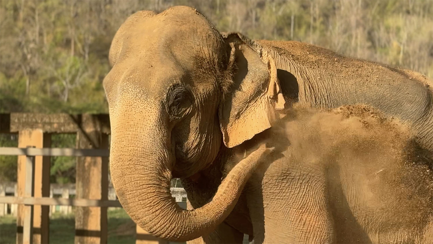 Rescued Elephant Kham Than