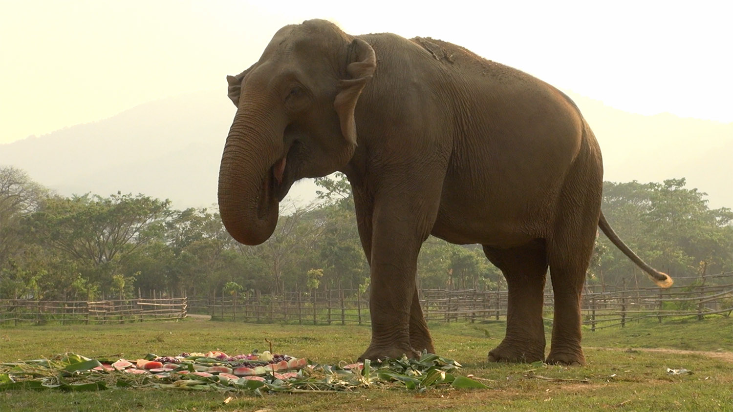 Rescued Elephant Kham Than
