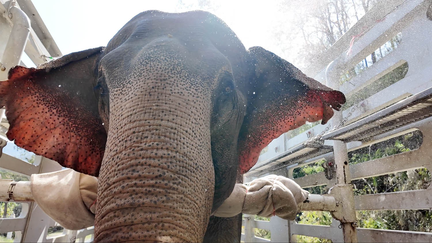 Rescued Elephant Kham Than