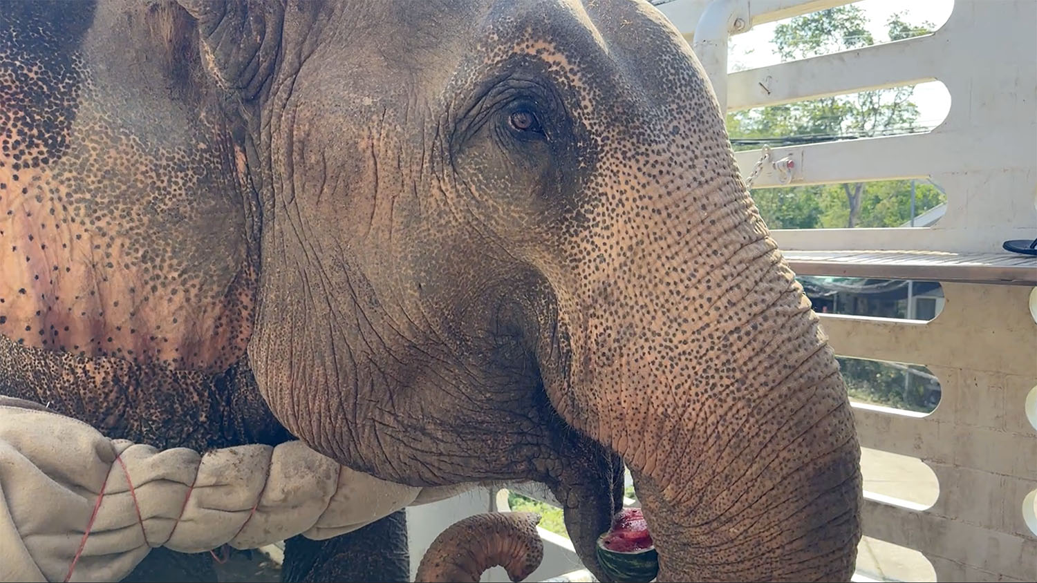 Rescued Elephant Kham Than
