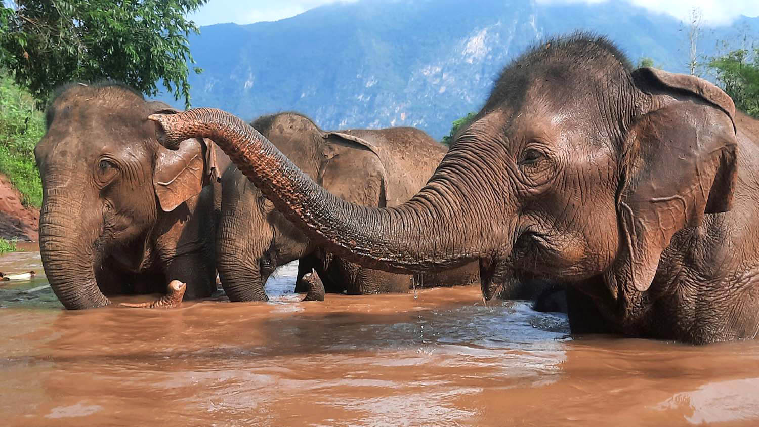 Rescued Elephants in Laos